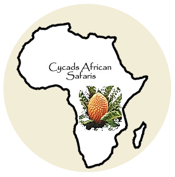 Cycads Safaris