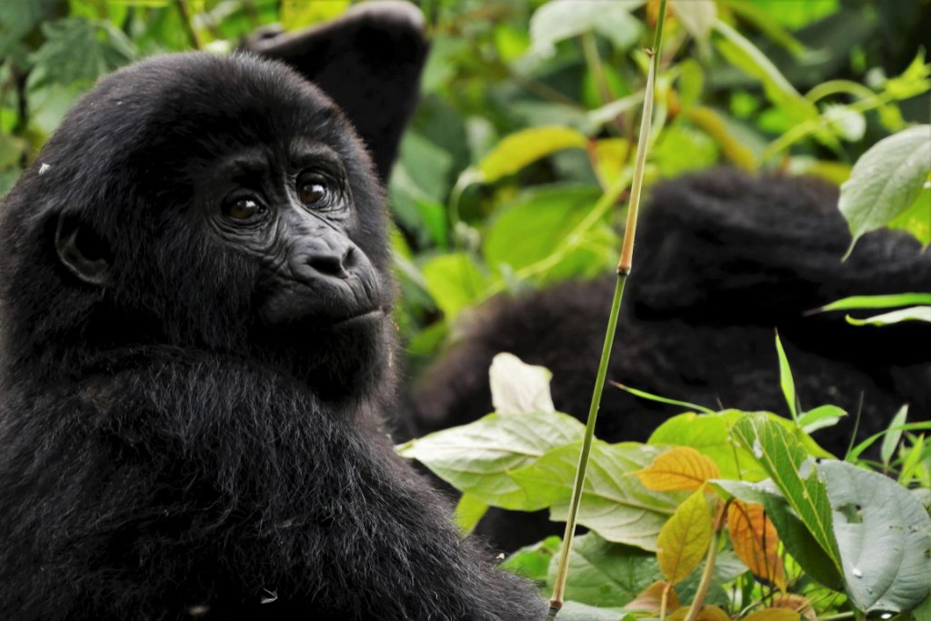 Uganda Gorilla Trekking - 3 Days Bwindi Safari